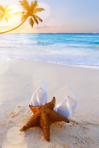 تلنگرهای هنری و ستاره های دریایی در یک ساحل گرمسیری