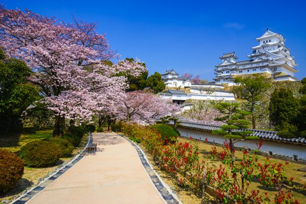 قلعه Himeji در فصل شکوفه های گیلاس Hyogo ژاپن