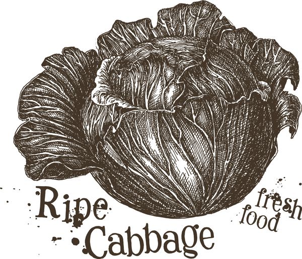 الگوی طراحی لوگوی وکتور کلم تازه سبزیجات مواد غذایی یا