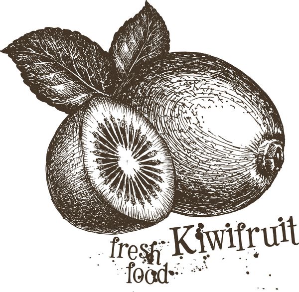 الگوی طراحی آرم وکتور کیوی میوه تازه غذا یا برداشت