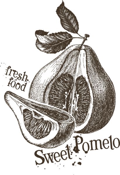الگوی طراحی آرم وکتور pomelo میوه تازه مواد غذایی یا