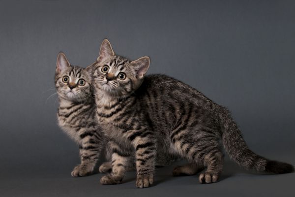 دو بچه گربه شورتایر انگلیس