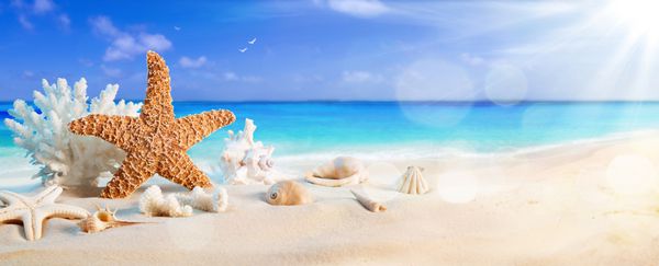 صدف های دریایی در ساحل گرمسیری زمینه تعطیلات تابستانی