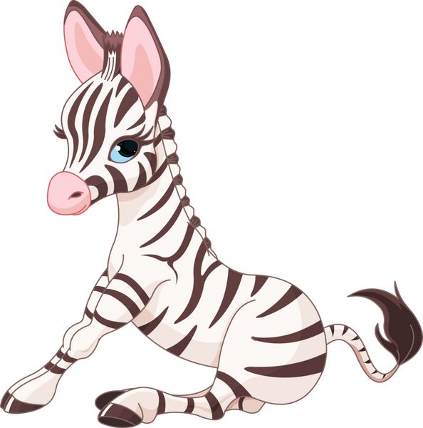 Zebra Foal