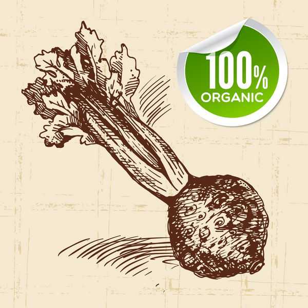 کشیدن کرفس سبزیجات طرح دار زمینه غذایی Eco