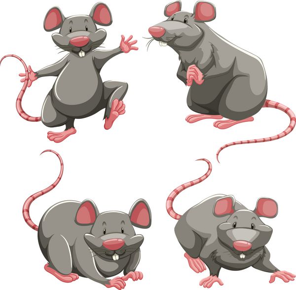 موش خاکستری در نکات مختلف