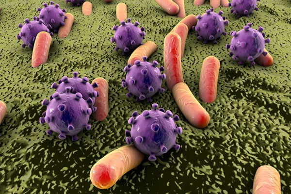 باکتریها و ویروسهای موجود در سطح پوست غشای مخاطی یا روده مدل MERS HIV آنفولانزا اشرشیا کولی سالمونلا کلبسیلا لژیونلا مایکوباکتریوم توبرکلوزیس مدل میکروبها