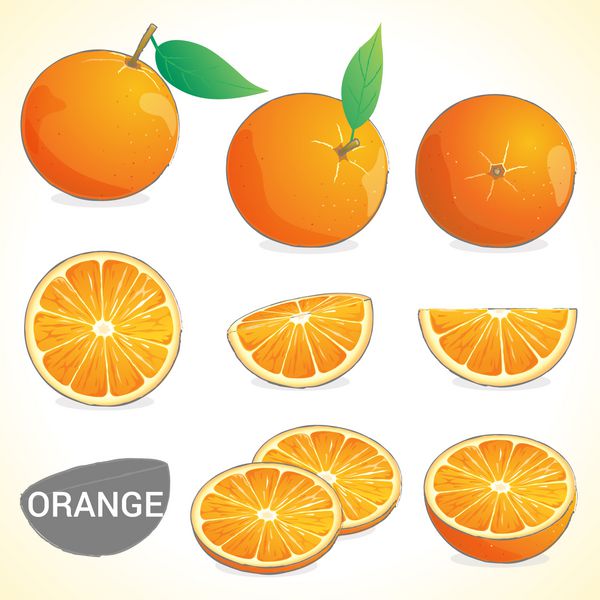 مجموعه میوه های نارنجی با فرمت وکتور سبک