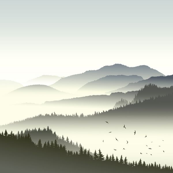 تصویر جنگل مخروط بر روی تپه ها در مه