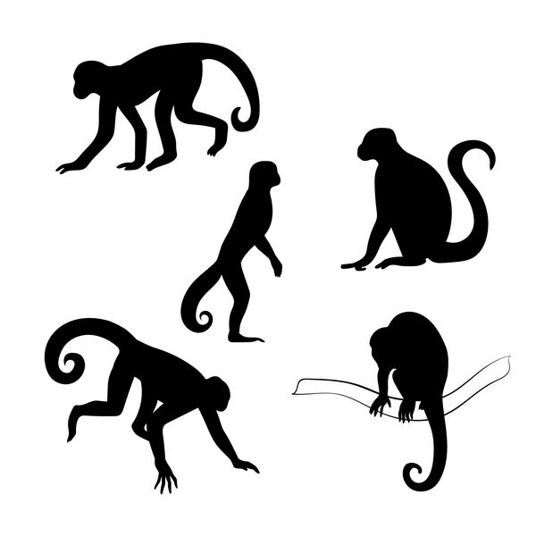 siluet وکتور میمون Capuchin