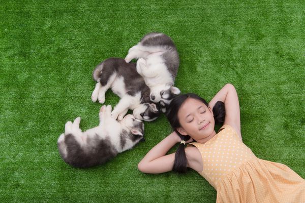 دختر ناز آسیایی که با توله سگهایش دراز کشیده است