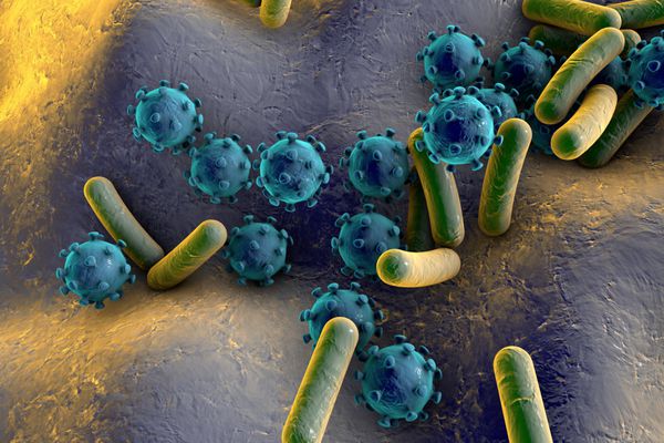 باکتریها و ویروسهای موجود در سطح پوست یا غشای مخاطی مدل MERS HIV ویروس آنفلوانزا استافیلوکوکوس اورئوس مدل میکروبها میکروبهایی با اشکال مختلف