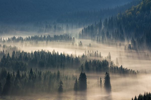 درختان صنوبر پایین تپه به جنگل مخروطی در مه طلوع آفتاب غروب می کند