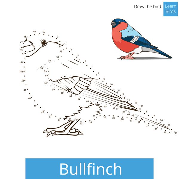 پرنده Bullfinch یادگیری وکتور را ترسیم می کند