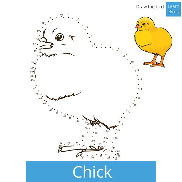 مرغ پرنده یاد می گیرد وکتور را ترسیم کند