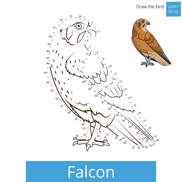 پرنده Falcon یادگیری پرندگان وکتور کتاب رنگ آمیزی