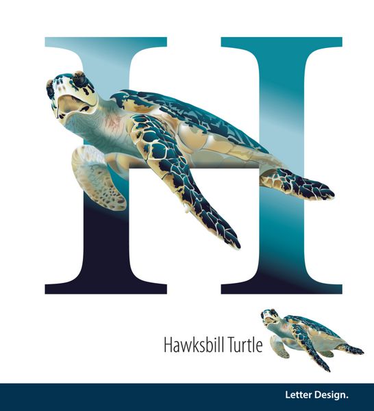 تصویر برداری نامه H برای الفبای Hawksbill Turtla