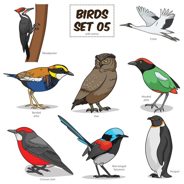 مجموعه پرنده کارتونی تصویر برداری رنگارنگ