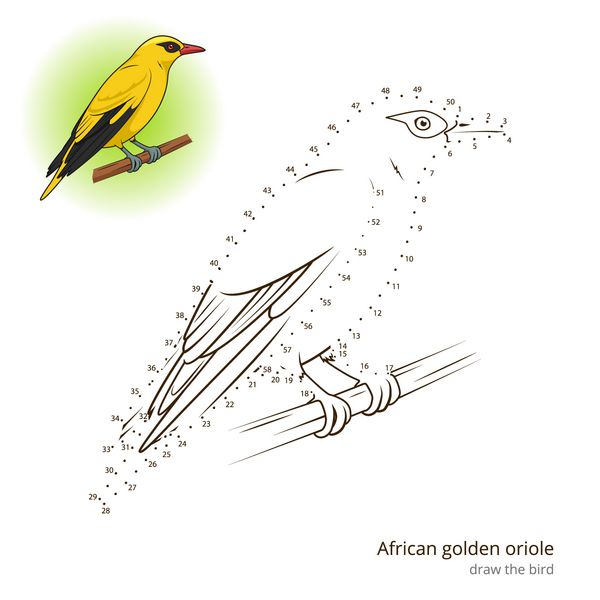 پرنده طلایی اوریول اوریول یاد می گیرد وکتور را ترسیم کند