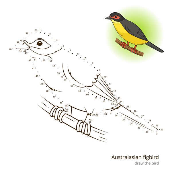 پرنده انجیر استرالیا آموختن وکتور است