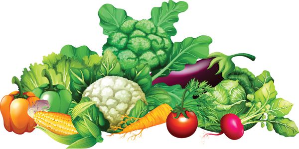 انواع مختلف سبزیجات