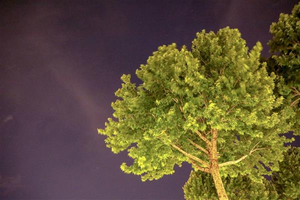 درخت و آسمان بنفش در شب