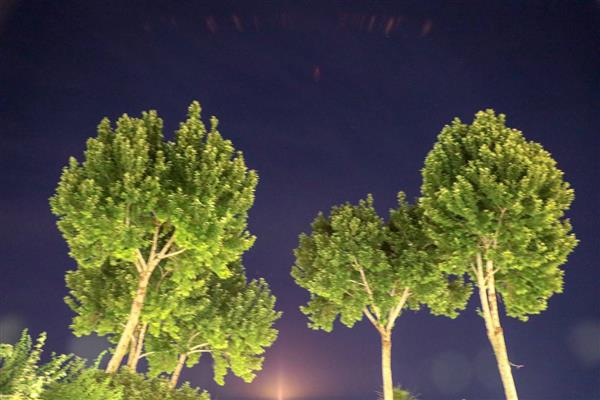 درختان سبز در نور مهتاب هتل کاروانسرای عباسی اصفهان