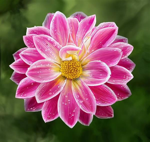 گل زیبا صورتی نقاشی دیجیتال