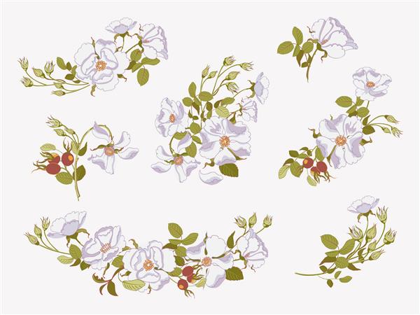 دسته های بزرگ دسته گل چیدمان با گل رز وحشی سفید زیبا مجموعه دسته گل عناصر طراحی رنگهای پاستلی که در پس زمینه سفید جدا شده است تصویر برداری
