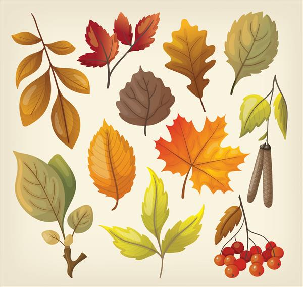 مجموعه ای از برگهای رنگی جدا شده پاییزی