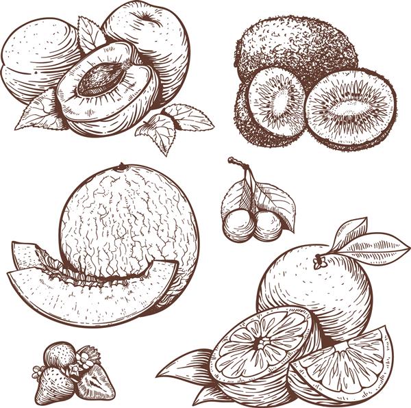 مجموعه ای از وکتور تصویر حکاکی میوه های شیرین و توت ها