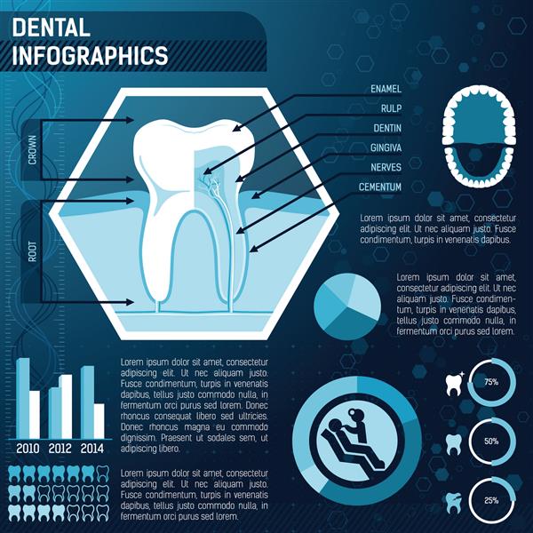 قالب آناتومی دندان بهداشت و پیشگیری برای طراحی اینفوگرافیک