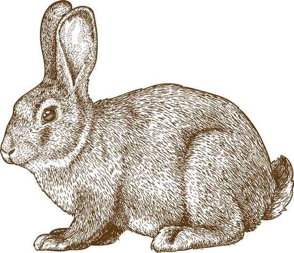 تصویر وکتور از خرگوش حکاکی روی زمینه سفید