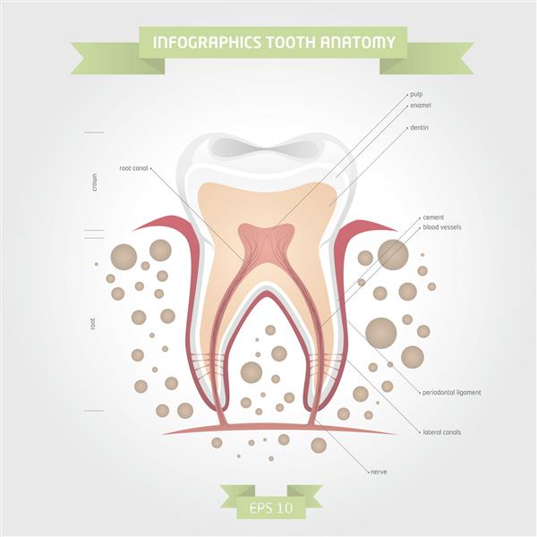 تصویر وکتور اینفوگرافیک آناتومی دندان لوازم دندانپزشکی