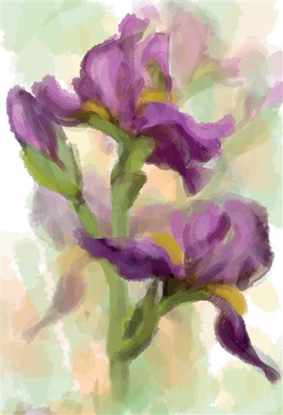 رنگ های آبرنگ تصویری گل زنبق بردار