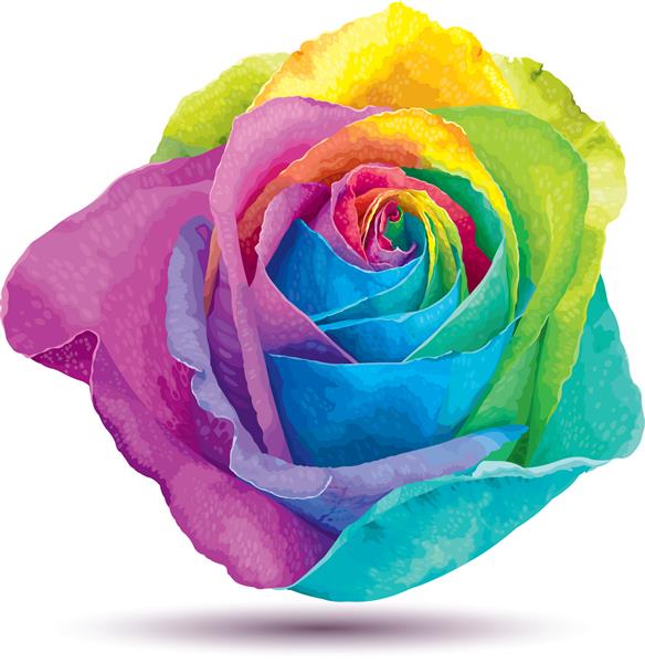 گل رز آینده نگر در رنگ های طیف