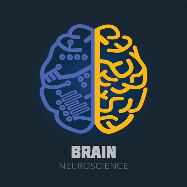 چپ نماد وکتور نیمکره های مغز راست انسان الگوی طراحی علامت مغز برای علوم اعصاب دارو عملکردهای چپ و راست مغز خلاقانه تقسیم مغزی تحلیلی تصویر برداری