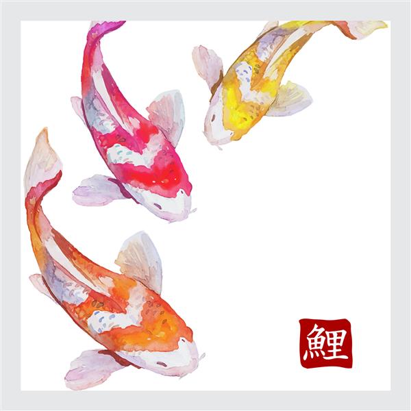 ماهی های کپور آبرنگی ژاپنی در حال شنا قالب وکتور نماد خوشنویسی کپور