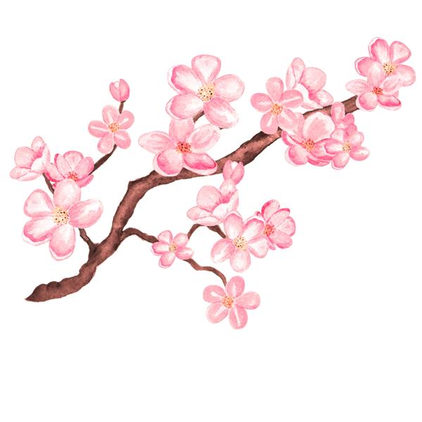 ساکورا شکوفه شاخه آبرنگ درخت گیلاس با گلهایی که روی یک زمینه سفید جدا شده است نقاشی دستی روی کاغذ