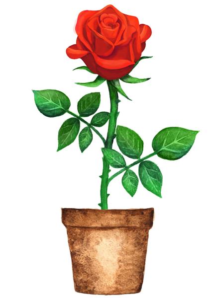 گل رز قرمز گلدانی با آبرنگ با برگهای سبز در نزدیک گلدان گل که روی زمینه سفید قرار دارد نقاشی دستی روی کاغذ