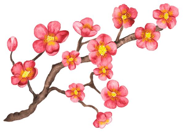 ساکورا شکوفه شاخه آبرنگ درخت گیلاس با نمای نزدیک گلها که روی زمینه سفید قرار دارد نقاشی دستی روی کاغذ