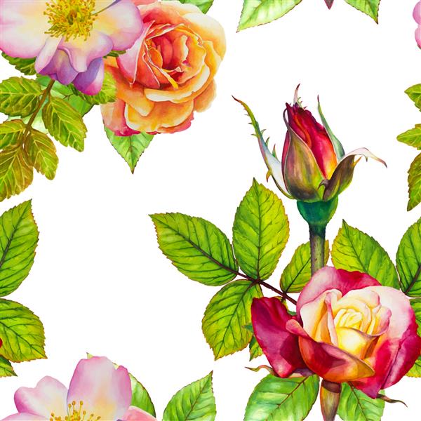 الگوی بدون درز وکتور نقاشی آبرنگ با دست گل گلهای رز روی زمینه سفید