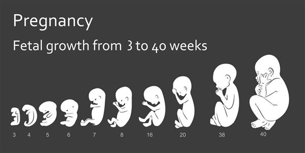 بارداری رشد جنین از 3 تا 40 هفته اینفوگرافیک ها روی زمینه سیاه