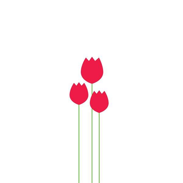 تصویربرداری دسته گل لاله های انتزاعی پیازهای لاله بنر زیبایی طرح تخت ساده مدرن چاپ روز زن گل قرمز لاله ای که روی زمینه سفید قرار دارد