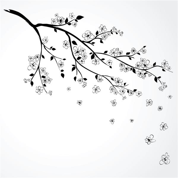 تصویر شاخه گلدار درخت گیلاس ژاپنی