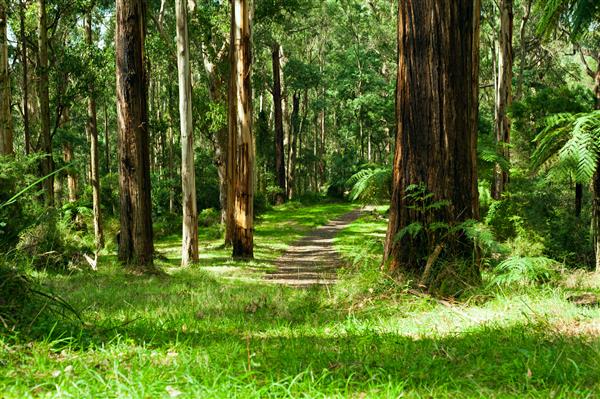 جنگل پارک ملی دامندونگ دره یارا نزدیک ملبورن استرالیا
