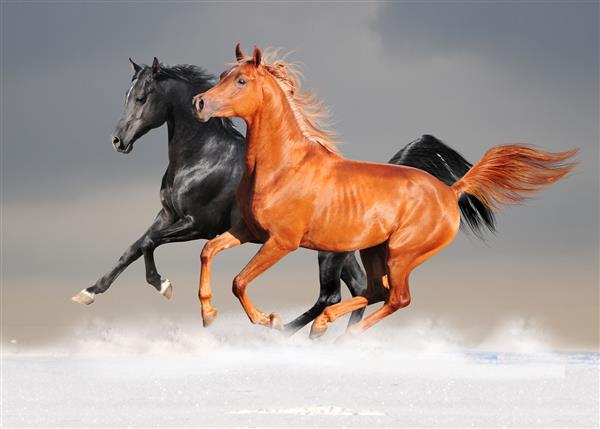 اسبهای عرب سیاه و شاه بلوط در برف