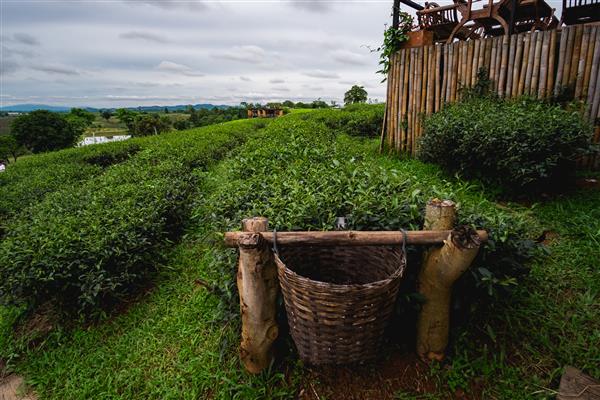 سبد جوانه چای سبز و برگهای تازه مزارع چای