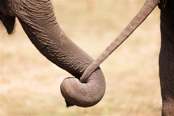 جفت فیل آسیایی در آغوش هم