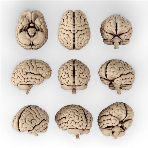 تصویر سه بعدی از مغز انسان در زوایای مختلف
